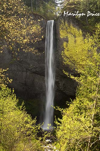 Latourrell Falls, Columbia River Gorge, OR
