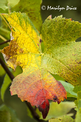 Autumn grape leaves