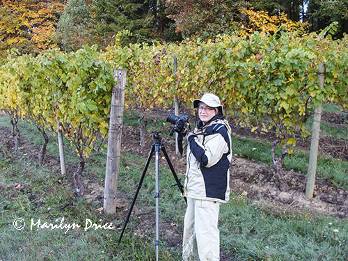 Marilyn shooting in the autumn vineyards of Elk Cove Winery, OR