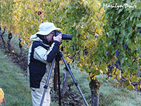 Marilyn shooting in the autumn vineyards of Elk Cove Winery, OR