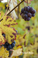 Grapes ready for harvest
