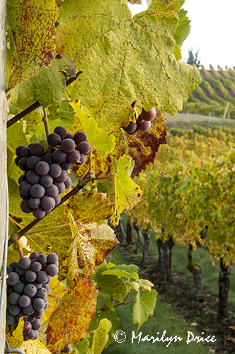 Grapes ready for harvest
