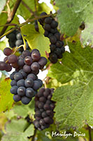 Grapes ready for harvest