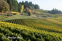 Autumn in the vineyard