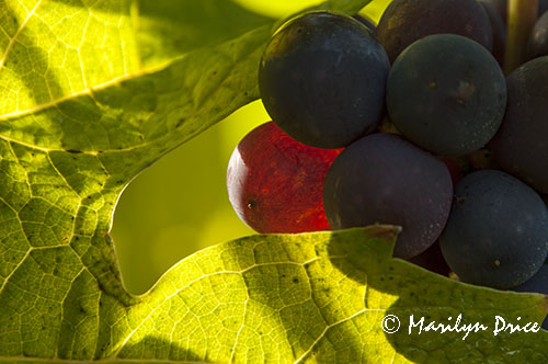 Grapes ready for harvest
