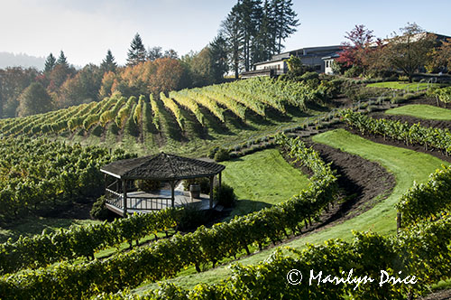 Gazebo and vineyard, Elk Cove Winery, OR
