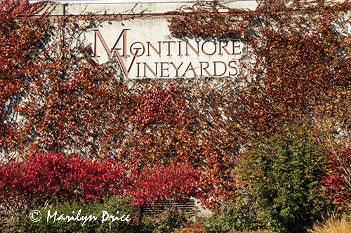 Montinore Winery, OR