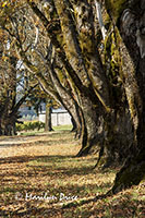 Autumn road, Montinore Winery, OR