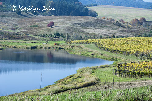 Pond, Montinore Winery, OR
