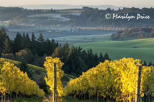 Autumn in the vineyard