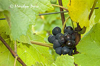Grapes ready for harvest