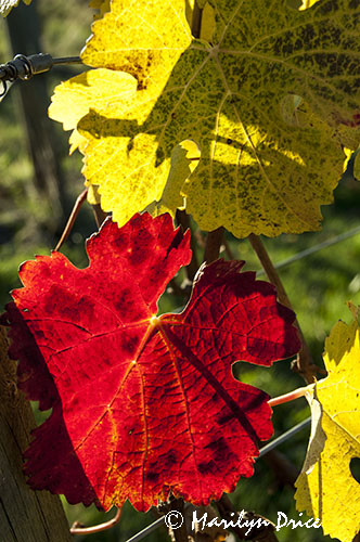 Autumn grape leaves