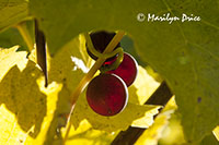 Grapes ready for harvest