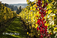 Autumn in the vineyard