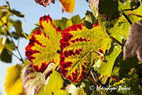 Autumn grape leaves