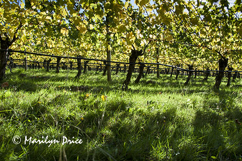 Vineyards from below