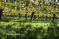 Vineyards from below