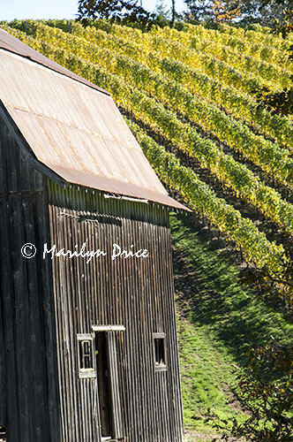 Barn and vineyards, Colene Clemens Winery, OR