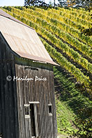 Barn and vineyards, Colene Clemens Winery, OR