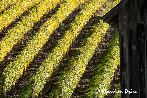 Barn and vineyards, Colene Clemens Winery, OR