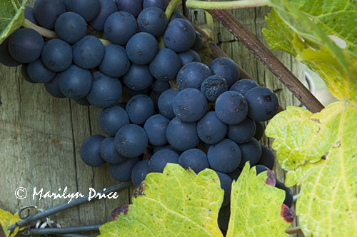 Grapes ready for harvest