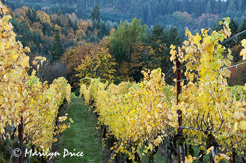 Autumn in the vineyard