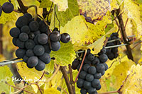 Grapes ready for harvest
