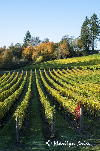 Autumn in the vineyard