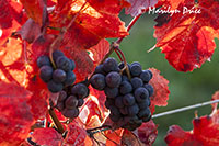 Grapes ready for harvest