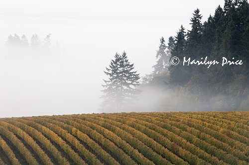 Vineyard and foggy trees