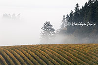 Vineyard and foggy trees