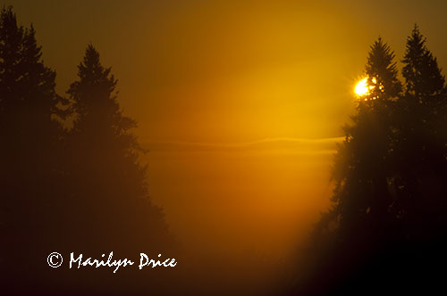 Sunrise and foggy trees