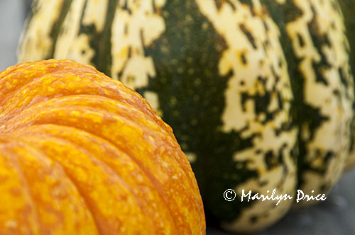 Pumpkin and decorative squash