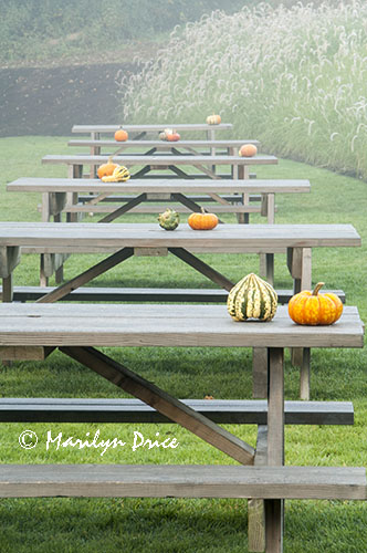 Pumpkin and decorative squash