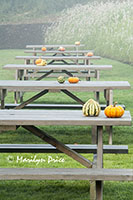 Pumpkin and decorative squash