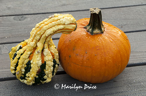 Pumpkin and decorative squash