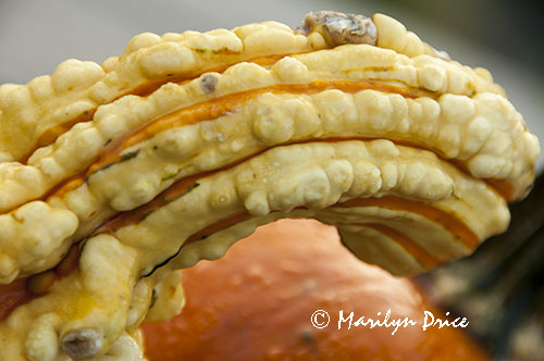 Pumpkin and decorative squash