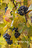 Grapes ready for harvest