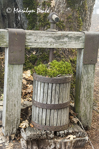 An old wine press has been converted to a planter, Sokol Blosser Winery, OR