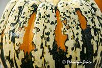 Decorative squash