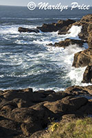 Coastline and waves, Boiler Bay, OR