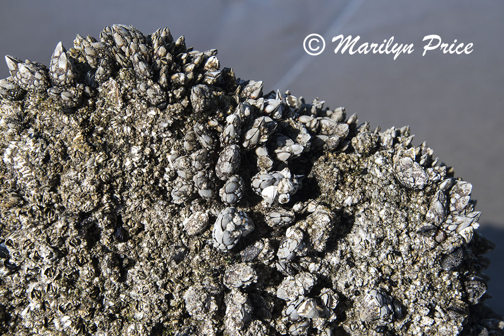 Barnacles coat one of the tree stumps of the Ghost Forest, Neskowin Beach, OR