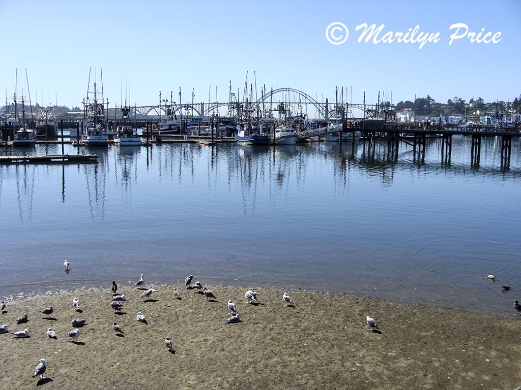 Fishing boats at the dock with bridge in background, Yaquina Bay, Newport, OR