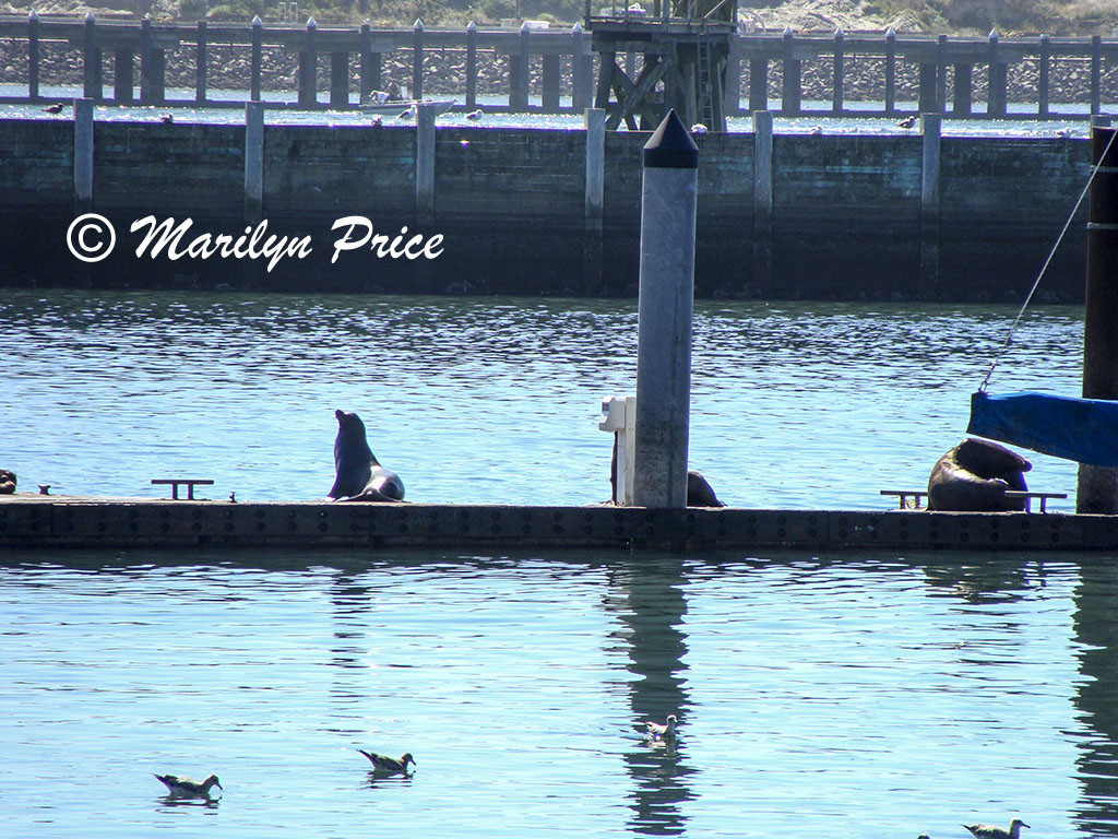 Sea lions, Yaquina Bay, Newport, OR