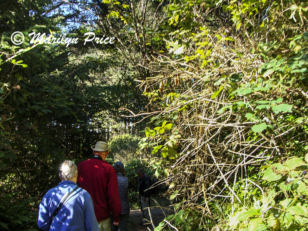 Marilyn, Jesse, and Nancy on the trail to Thor's Well, Cape Perpetua, OR