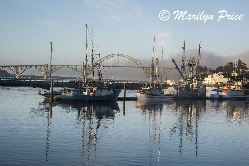 Fishing boats in Yaquina Bay harbor with bridge in background, Newport, OR