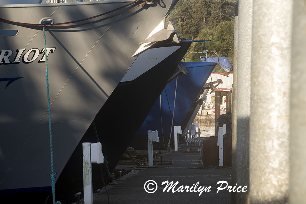 Line of fishing boat prows, Yaquina Bay harbor, Newport, OR