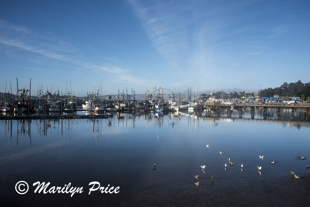 Fishing boats in Yaquina Bay harbor with bridge and incoming fog in background, Newport, OR