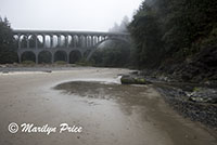 Foggy bridge over Cape Creek, Cape Cove, Heceta Head, OR