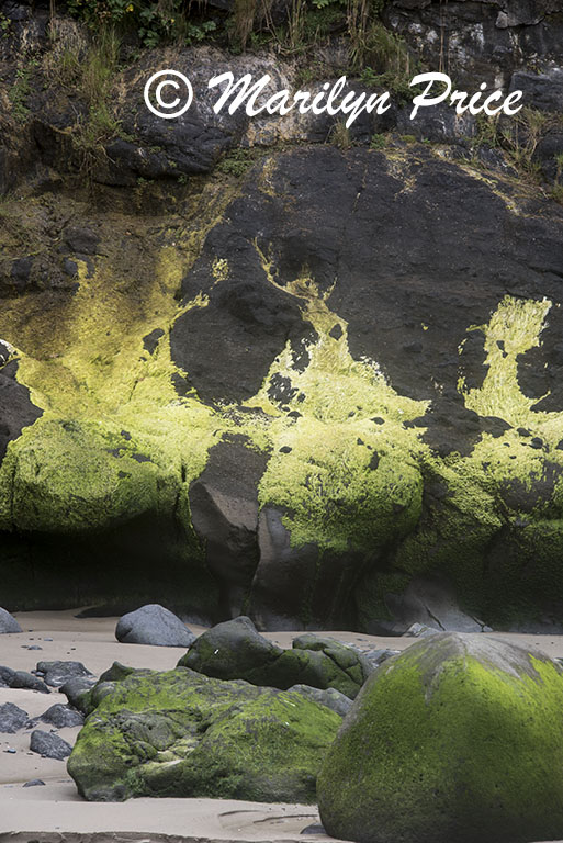 Patches of algae on rocks, Cape Cove, Heceta Head, OR